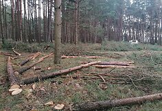 Lietuvos pareigūno žemės sklype Papėje i&scaron;pjauti medžiai