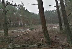 Lietuvos pareigūno žemės sklype Papėje i&scaron;pjauti medžiai