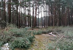 Lietuvos pareigūno žemės sklype Papėje i&scaron;pjauti medžiai