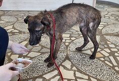 Kai&scaron;iadoryse i&scaron;gelbėti tamsoje tvarte laikyti i&scaron;badėję &scaron;unys