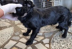 Kai&scaron;iadoryse i&scaron;gelbėti tamsoje tvarte laikyti i&scaron;badėję &scaron;unys