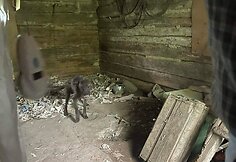 Kai&scaron;iadoryse i&scaron;gelbėti tamsoje tvarte laikyti i&scaron;badėję &scaron;unys