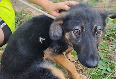 Kai&scaron;iadoryse i&scaron;gelbėti tamsoje tvarte laikyti i&scaron;badėję &scaron;unys