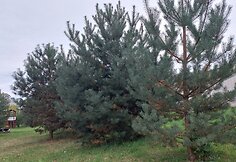Mažosios gatvės Raudondvaryje žalioji zona, kur žadama nutiesti kelią