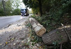 Kaune ant pravažiuojančios ma&scaron;inos užgriuvęs medis sužalojo vairuotoją