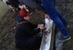 Gyvūnų gelbėtojai susirūpino &Scaron;ilutės rajono laukuose aptiktais galvijais