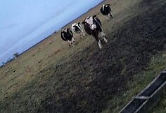 Gyvūnų gelbėtojai susirūpino &Scaron;ilutės rajono laukuose aptiktais galvijais