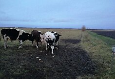Gyvūnų gelbėtojai susirūpino &Scaron;ilutės rajono laukuose aptiktais galvijais