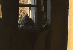 Apleistas namas Kauno H. ir O. Minkovskių gatvėje