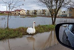 Užlieti sklypai Romainiuose