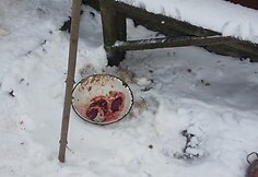Pasieniečių sugauti brakonieriai spendė spąstus