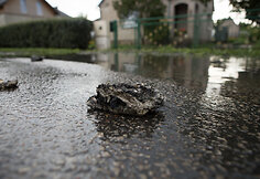 Garliavos gyventojai skęsta fekalijose