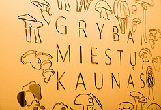 "Grybai miestų: Kaunas?"