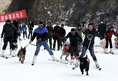 Slidinėjimo varžybos su gyvūnais Kinijoje