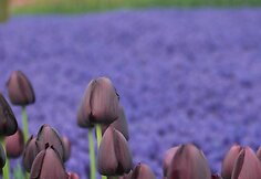 Tulpių festivalis Stambule