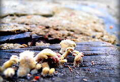 Nuotraukos pavadinimas