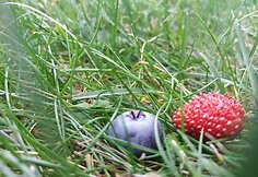 Fotokonkursas &bdquo;Žalia vasara&ldquo;: pasigrožėkite skaitytojų kadrais (III)