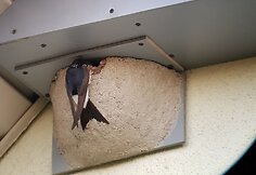 Dirbtinis langinių kregždžių lizdas