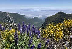 Madeira
