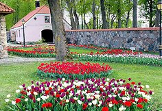 Tulpės