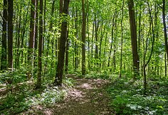 Saulėta diena jaukiame Verkių parke