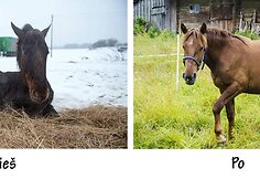 Kakava. Ji turėjo būti humaniškai užmigdyta, nes išvežimo dieną pati nepajėgė atsistoti. Tinkama veterinarinė pagalba bei rūpestis ir dabar ji jaučiasi puikiai. O greičiausiai netgi turės kumeliuką bei taps mamyte.