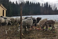 „Tautmilės prieglaudose” prieglobstį randa tiek laukiniai gyvūnai, tiek naminiai gyvuliai. „Tautmilės globa” nuotr.