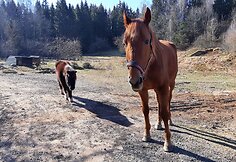 „Tautmilės prieglaudose” prieglobstį randa tiek laukiniai gyvūnai, tiek naminiai gyvuliai. „Tautmilės globa” nuotr.