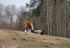 „Tautmilės prieglaudose” prieglobstį randa tiek laukiniai gyvūnai, tiek naminiai gyvuliai. „Tautmilės globa” nuotr.