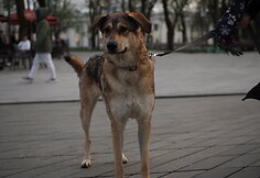 Kalytė Šarka