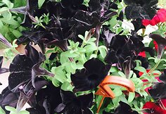 Gėlėmis i&scaron;puo&scaron;ti Natalijos Bunkės namai Klaipėdoje