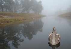Gulbės