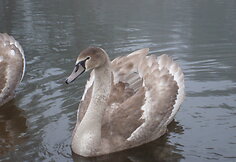 Gulbės