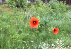Aguonos
