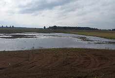Patvinęs Nevėžis