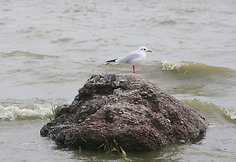 Kelionė Baltijos pajūriu &ndash; nuostabioji Nida