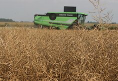 Joni&scaron;kio rajone javų laukais rieda kombainai