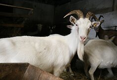 Ožkos