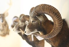 Žagarės dvare – trofėjų paroda su lapių medžioklės imitacija