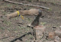 Ukraina -  nuo mėlynai geltonų konteinerių iki &bdquo;banderininkų&ldquo; barų