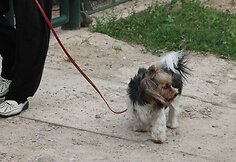 &Scaron;iauliuose Čkalovo gatvėje rasta aviacinė bomba