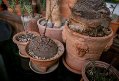 Rauplėtoji dioskorėja (Dioscorea elephantipes)