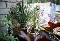Dasylirion wheeleri ir Agave geminiflora 