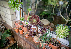 Aeonium