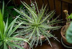 Agave leopoldii 