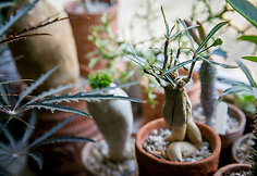 Adenium crispum 