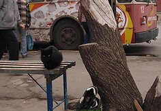 Tiraspolis