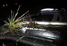 Jaunuolio sukelta avarija &Scaron;ilutės rajone