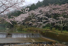 N.Kairio patirtys Japonijoje