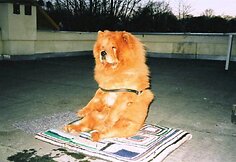 2004. Čiavis sėdi